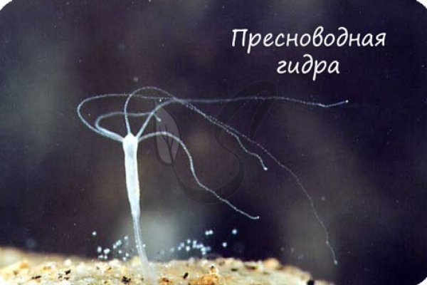 Кракен современный даркнет