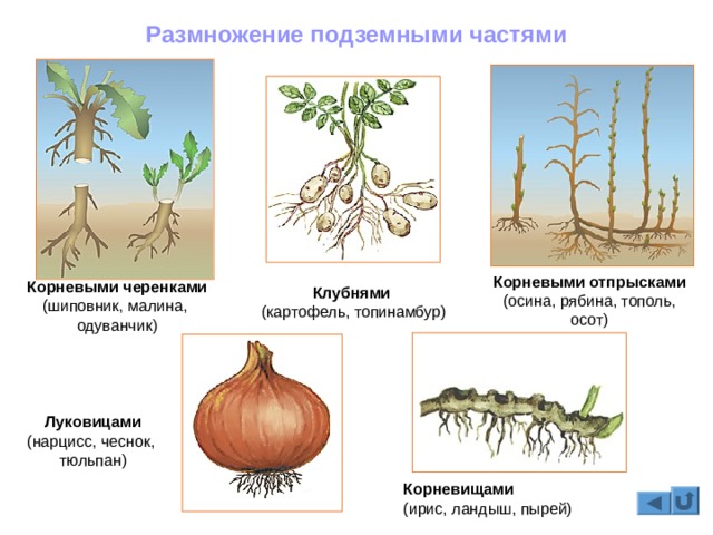 Kraken ссылка kraken torion
