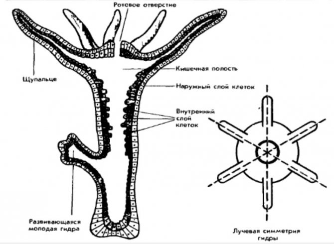 Kraken shop ссылка